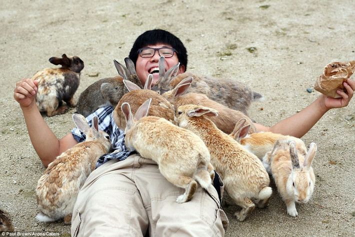 Đảo thỏ: Okunoshima là một đảo nhỏ nằm trong biển Inland của Nhật Bản. Đảo thu hút du khách nhờ đàn thỏ đông đúc. Chúng đã quen với người đến mức không ngại bám theo bạn để xin ăn. Một số tin rằng chúng được đưa tới đây để thử nghiệm vũ khí hóa học trong Thế chiến II. Ảnh: Daily Mail.