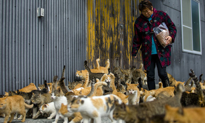 Đảo mèo: Tại đảo Tashirojima ở Miyagy và Aoshima ở Ehime, người dân tin rằng việc cho mèo ăn sẽ đem lại may mắn và thịnh vượng. Số lượng mèo trên đảo còn vượt quá số lượng người. Ngày nay, nhiều du khách tìm đến hai hòn đảo này để chơi đùa với những chú mèo thân thiện. Ảnh: Amigosmascoteros.