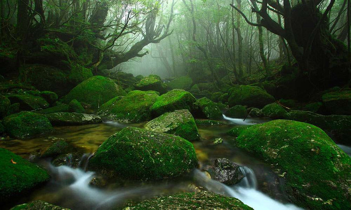 Đảo rừng cổ: Đảo Yakushima thuộc quần đảo Osumi có những khu rừng cổ xưa và các cây tuyết tùng khổng lồ. Khung cảnh xanh mướt đẹp như cổ tích ở đây phù hợp với du khách muốn có kỳ nghỉ yên bình, thanh tĩnh. Ảnh: Japan Monthly.