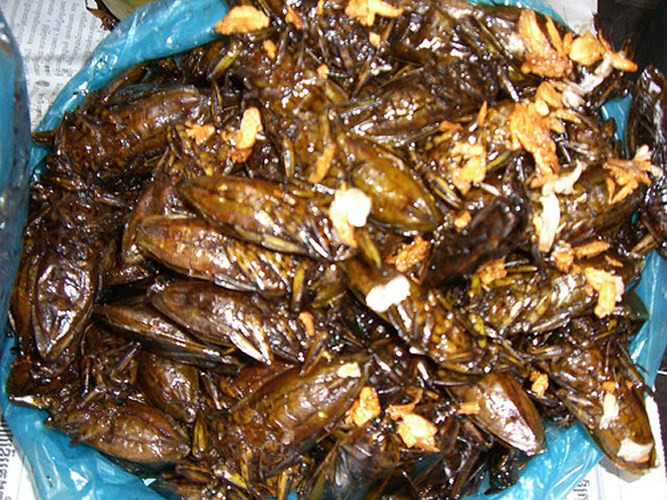 Cà cuống có thể chế biến thành nhiều món ăn khác nhau những đặc biệt vẫn là món mắm cà cuống thơm ngon đặc biệt. ((Ảnh: muivi)