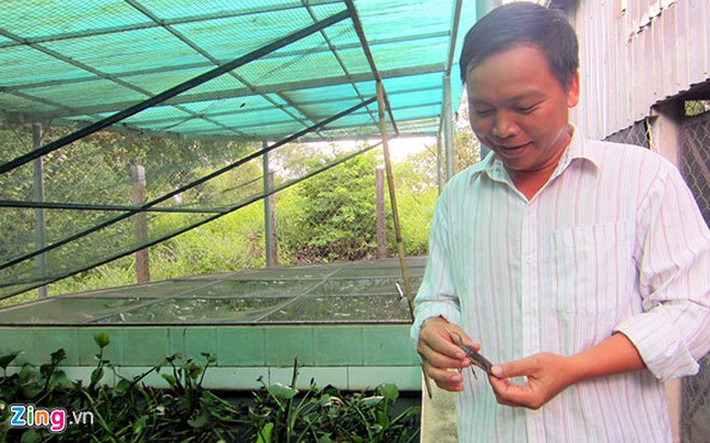 Cà cuống được nhắc tới nhiều ở miền Bắc, với nhiều công dụng khác nhau nhưng nổi tiếng nhất là nước mắm cà cuống. (Ảnh: Zing)