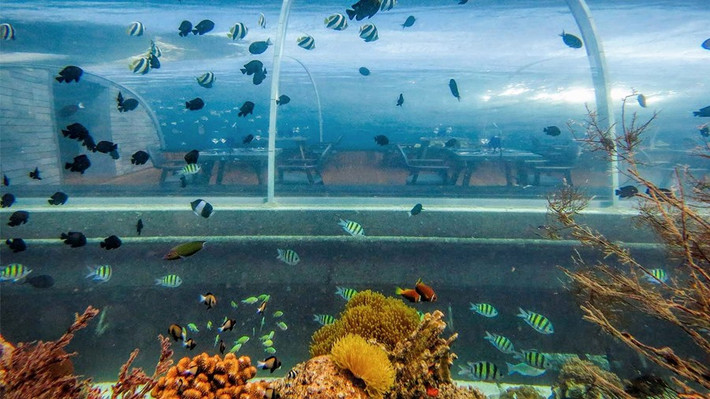 Tên gọi 5.8 Undersea Restaurant được đặt từ chính độ sâu 5,8m xuống đáy biển của nhà hàng sang trọng này.