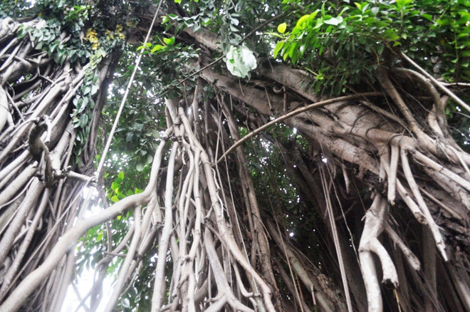 Cây đa này hơn 300 tuổi. Qua hàng trăm năm, cây vẫn xanh tươi, phát triển. Rễ cây lan rộng đâm khắp nơi xuống mặt đất giúp cây đứng vững.