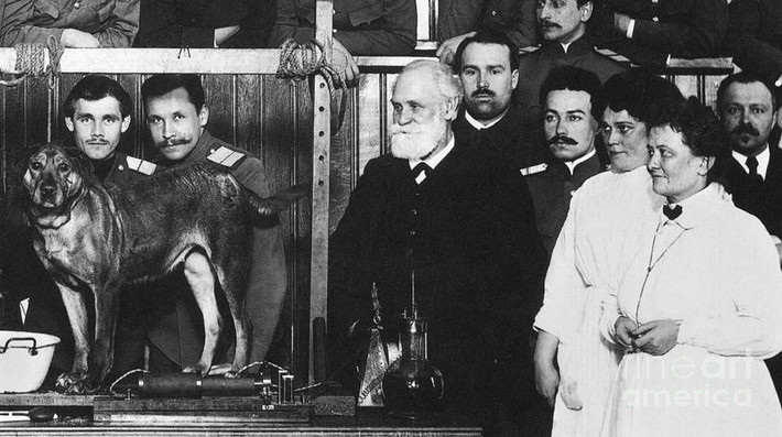 Ivan Petrovich Pavlov: Nhà sinh lý học, tâm lý học và thầy thuốc người Nga nhận giải Nobel Y học năm 1904 nhờ công trình nghiên cứu công phu về hệ thống tiêu hóa. Ông tìm hiểu về các chức năng dạ dày của chó bằng cách quan sát loài vật này tiết dịch vị, sau đó phân tích dịch vị và phản xạ của chúng dưới nhiều điều kiện khác nhau. Kết quả cho thấy mỗi khi có thức ăn, dịch vị của chó sẽ tiết ra nhiều hơn. Đây chính là tiền đề để Pavlov đưa ra định luật về phản xạ có điều kiện.