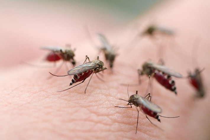 Sốt xuất huyết Dengue: Đây là bệnh do loại vi rút tên Dengue gây ra. Bệnh lây truyền do muỗi chích, có khả năng phá hủy tiểu cầu, gây xuất huyết bên trong cơ thể và có thể gây tử vong chỉ sau vài giờ.