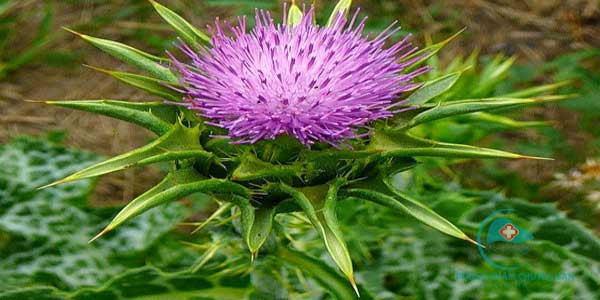 Cây kế sữa (Silybum marianum): Cây kế sữa là loại thảo mộc phổ biến ở châu Âu thời trung cổ. Nó có tác dụng bảo vệ gan đáng kể, mà gan là một phần của hệ tiêu hóa.