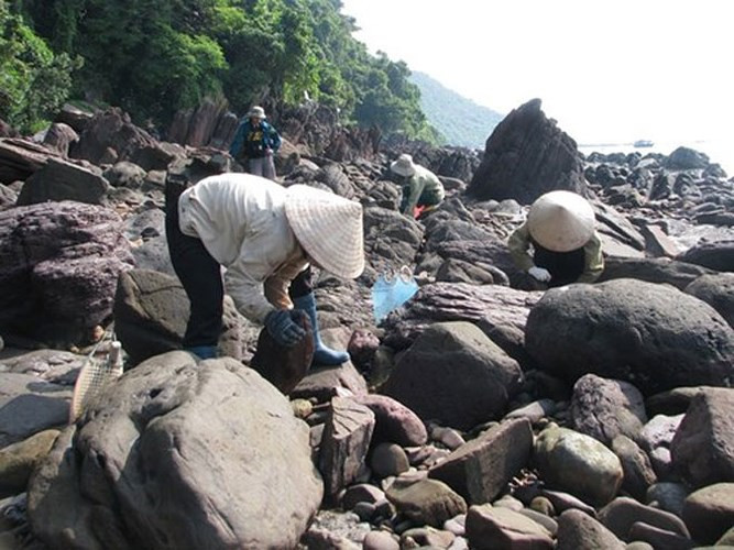 Ở huyện Vân Đồn, tỉnh Quảng Ninh, để đi săn ốc biển, người dân phải đi tàu mất 5 tiếng ra bãi đá ven các đảo thuộc huyện Tiên Yên, Đầm Hà, Hải Hà. (Ảnh: Báo Tiền phong)
