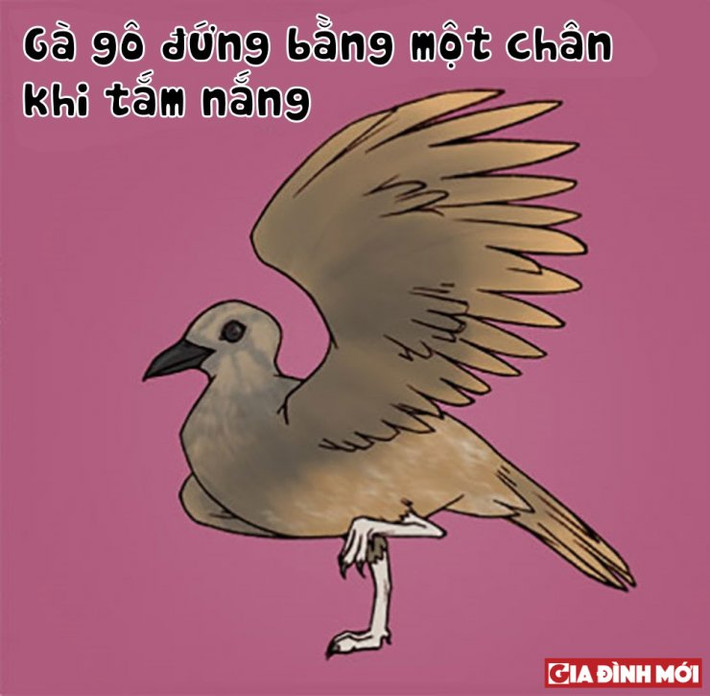 7. 'Kim kê độc lập'