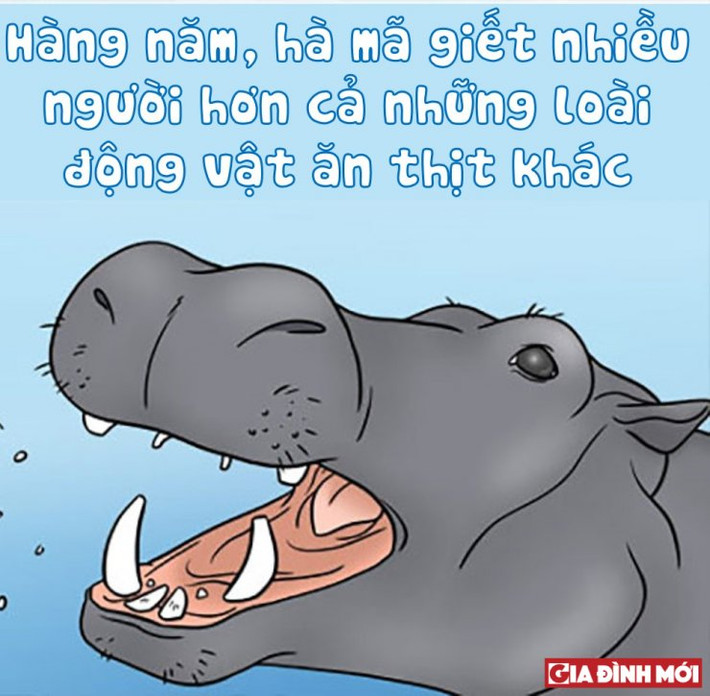 9. Hơn cả cá mập, hổ, cá sấu, hà mã được biết đến là một trong những loài động vật có vú nguy hiểm nhất thế giới, giết chết khoảng 500 người mỗi năm. Chúng có hàm răng sắc bén, chạy nhanh hơn con người trên mặt đất. Chúng cũng thường tấn công và làm lật thuyền nhỏ.