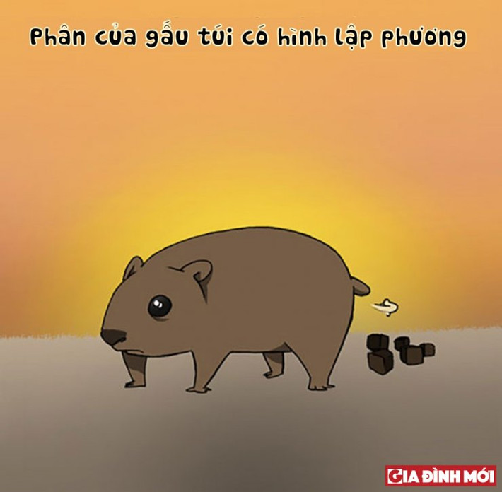 2. Phân gấu túi mũi trần có hình khối và là loài có phân khô nhất trong số các động vật có vú. Đây là kết quả của quá trình tiêu hóa rất dài của chúng, mất từ 14-18 ngày - cho phép chúng hấp thụ tối đa các chất dinh dưỡng từ thức ăn.