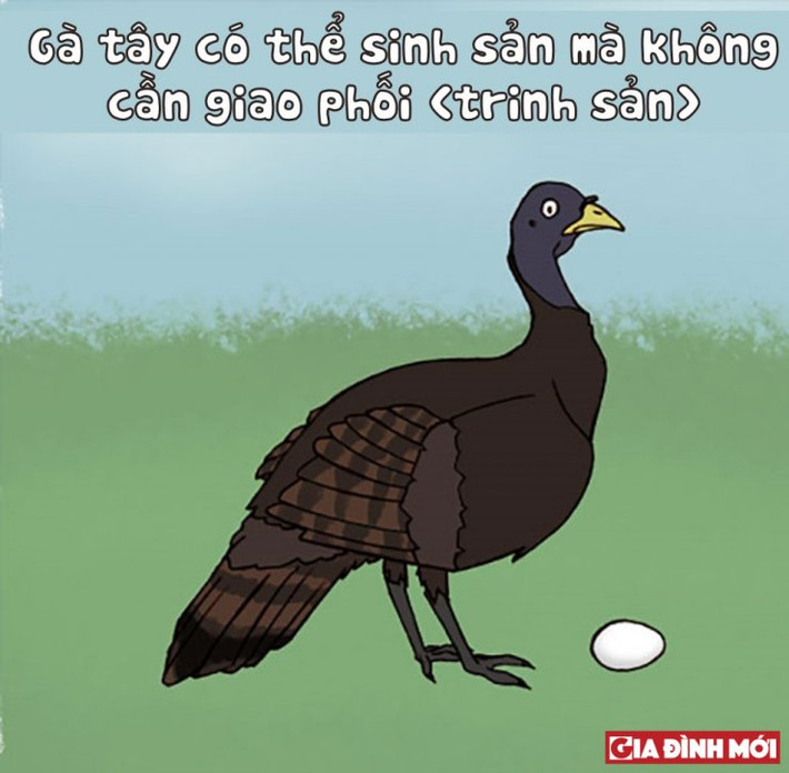 10. Trinh sản là một hiện tượng thú vị ở Sinh vật, tuy nhiên cơ chế của nó có nhiều điều bí ẩn cần quan tâm.