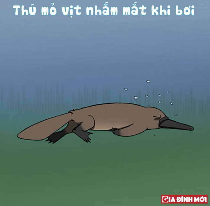 5. Thú mỏ vịt bơi lặn rất giỏi, sống trong hang sát mặt nước. Khi bơi chúng nhắm mắt, mũi và tai lại, khi đó chiếc mỏ hoặc động như ăng ten, phát hiện từ trường yếu ớt xung quanh con mồi.