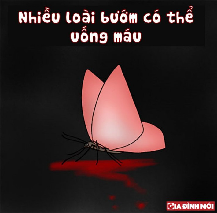 6. Khi có cơ hội, những con bướm sẽ uống máu của con người, một cách say sưa và hạnh phúc.