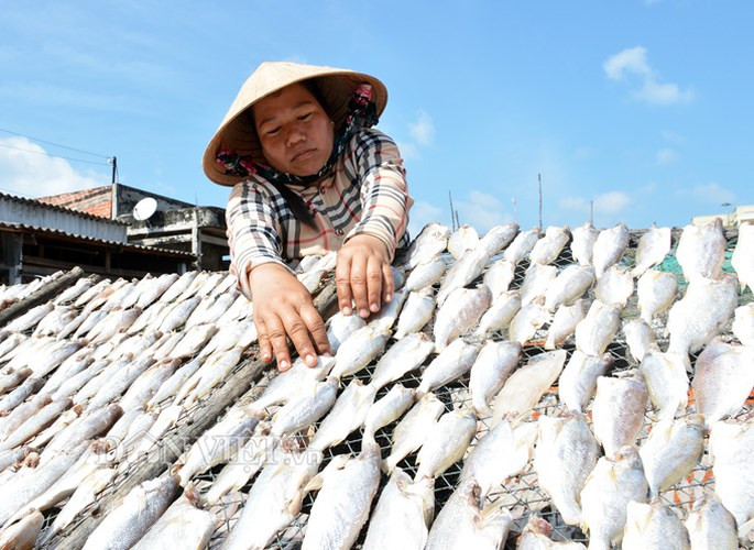 Cũng từ đây giải quyết việc làm cho hàng trăm lao động tại địa phương. Vào mỗi dịp cận Tết không khí làm cá khô tại đây nhộn nhịp hơn bao giờ hết.