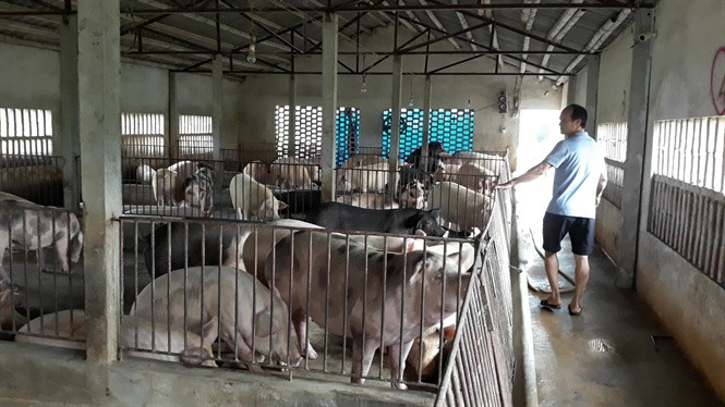Một khu nuôi lợn của anh Nguyễn Văn Thục Có thể sử dụng dược liệu thay thế kháng sinh Theo Thạc sỹ Nguyễn Thị Hương (Trung tâm Nghiên cứu và Phát triển lợn Thuỵ Phương - Viện Chăn nuôi): Chúng ta hoàn toàn có thể sử dụng dược liệu để thay thế kháng sinh trong chăn nuôi trong phòng và điều trị các bệnh phổ thông cho lợn, đặc biệt là các bệnh hô hấp, tiêu hoá... Ví dụ, dựa trên nguyên tắc quân, thần, tá, sứ trong đông y và thành phần các hoạt chất trong một số thảo dược, chúng tôi đã bào chế thành công thảo dược TL06 gồm cỏ sữa, vỏ sim, rễ măng cụt, khổ sâm, sâm rừng, củ sen với mục đích phòng, trị bệnh tiêu chảy cho lợn sau cai sữa. Một bài thuốc khác cũng khá thú vị, đó là sử dụng thảo dược bào chế từ cao bột thân lá cây bọ mắm (21,6%), dây cóc (51,2%) và gừng (27,2%) cũng giúp thay thế kháng sinh trong thức ăn chăn nuôi, đồng thời kích thích tăng trưởng, ngăn ngừa tiêu chảy và bệnh đường hô hấp trên lợn.