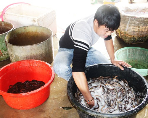 Anh Khẩn cho biết: Lươn đồng tươi sống khắp địa bàn huyện đều nhập về đây, mỗi ngày từ 3-4 tấn lươn, sau đó được “phân phối” cho các cơ sở sơ chế lươn của toàn giáo xứ Long Thành. Lươn được làm sạch trước khi luộc để sơ chế. Ảnh: Văn Trường.