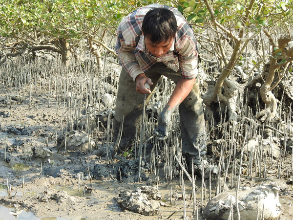 Nhưng không phải lần nào chọc chéc xuống cũng bắt được ngán...