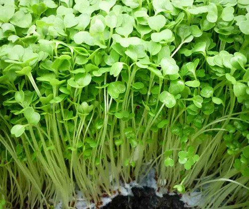 Rau cải soong 100g, rau húng chanh 50g nấu canh giúp làm sạch đường hô hấp trên, chữa viêm khí quản, bệnh phổi nhiều đờm nhầy hôi. Ảnh: Internet