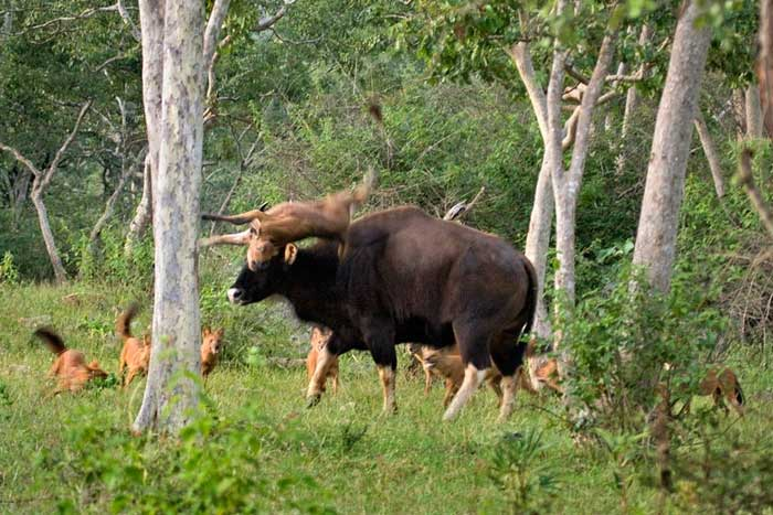 Chúng đã được chứng kiến đánh bại những kẻ săn mồi mạnh mẽ nhờ sự phối hợp và tập thể. Sự dũng cảm và sự tổ chức này là điểm mạnh của Dhole và giúp chúng sống sót trong môi trường hoang dã khắc nghiệt.