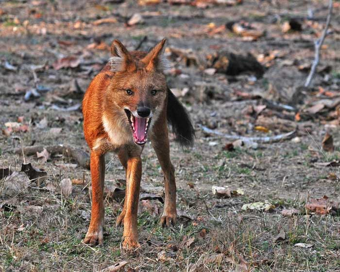 Dù có hình dáng giống một con cáo, dhole thực sự thuộc về họ Cuon alpinus, không phải là loài cáo. Chúng có kích thước nhỏ, nặng từ 12 đến 18kg, nhưng lại nổi tiếng với lòng dũng cảm và sự nhanh nhẹn không tưởng.