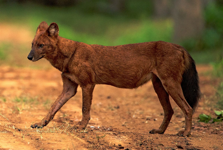 Dù là một chiến binh tàn bạo trong cuộc săn mồi, Dhole lại tránh xa con người. Chúng thường tránh tiếp xúc với con người và sống ở những vùng hoang dã xa xôi, khó tiếp cận. Tuy nhiên, khi phải đối đầu với những kẻ săn mồi lớn hơn như hổ và báo, Dhole không ngại khó khăn và chiến đấu dũng cảm.