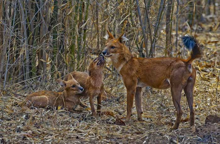 Dhole có khả năng hạ gục những con mồi lớn hơn chúng nhiều lần, và có thể nhảy thẳng tới độ cao hơn 2 mét trong không trung, một kỳ tích đáng kinh ngạc đối với một loài động vật nhỏ như vậy.
