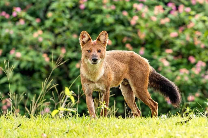 Để bảo vệ Dhole, các nỗ lực bảo tồn đã được tiến hành. Việc bảo vệ môi trường sống của chúng là một ưu tiên hàng đầu, bao gồm việc bảo vệ và mở rộng các khu bảo tồn thiên nhiên.
