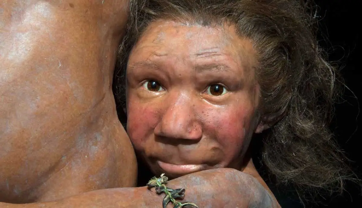 Người Neanderthal không chỉ là một dạng vượn nhân hình, mà thực sự là một nhóm người đã tiến hóa cao hơn so với những gì chúng ta từng nghĩ. Họ có bộ não lớn hơn, với nhiều nghiên cứu chỉ ra rằng vùng não trán của họ phát triển mạnh mẽ, có thể liên quan đến khả năng suy nghĩ trừu tượng và trí tuệ xã hội.