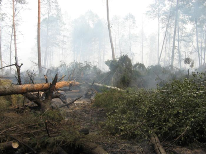 6. Năm 2010: Nga thường được biết đến với khí hậu lạnh băng giá, nhưng tất cả đã thay đổi vào năm 2010. Giữa tháng 7 và tháng 8 năm đó, nhiệt độ tăng vọt lên trên 38 độ C trong thời gian dài.