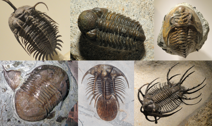 Bọ ba thùy (Trilobita) là một lớp động vật chân khớp hải dương đã tuyệt chủng. Đây là một trong những nhóm động vật chân khớp cổ nhất, với hóa thạch lâu đời nhất được ghi nhận có niên đại từ kỷ Cambri (521 triệu năm trước), và đã phát triển thịnh vượng suốt khoảng sau Đại Cổ Sinh trước khi bắt đầu một cuộc đại tuyệt chủng mà khi đến kỷ Devon, mọi phân nhóm bọ ba thùy trừ Proetida đều biến mất.