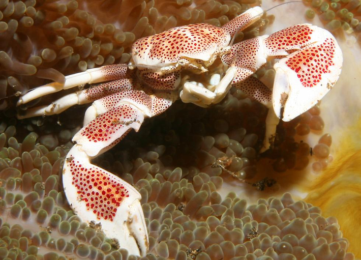 3. Cua sứ (Porcelain Crab): Cua sứ, với ngoại hình rất giống cua thật, là một ví dụ khác về carcinization. Mặc dù chúng thuộc nhóm Anomura và có tổ tiên giống tôm hùm, cua Sứ đã tiến hóa để có cơ thể nhỏ gọn và các đặc điểm tương tự như cua thật.
