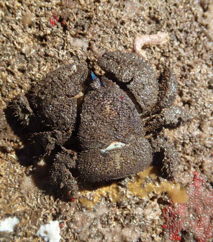 4. Cua đá Úc (Australian Stone Crab): Cua đá Úc cũng thuộc nhóm Anomura và đã trải qua quá trình tiến hóa độc lập để có hình dạng giống cua. Với cơ thể cứng cáp và khả năng di chuyển theo chiều ngang nhanh chóng, chúng đã phát triển những đặc điểm tương tự như cua thật.