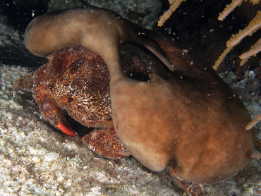2. Cua bọt biển mắt đỏ (Red-eyed Sponge Crab): Cua bọt biển mắt đỏ, cũng thuộc nhóm Anomura, đã tiến hóa để có hình dạng giống cua. Điều đặc biệt ở loài này là chúng thường mang theo miếng bọt biển để ngụy trang, tạo ra một hình ảnh đặc trưng và dễ nhận biết.