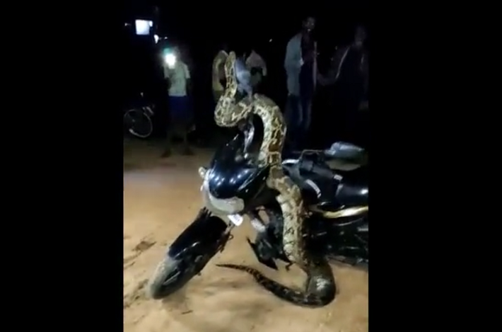 Con " quái thú" giữ thân mình trên không trung và lắc lư trong khoảng 15 phút, thu hút sự chú ý và sợ hãi của nhiều người. Mặc dù có người cố gắng dùng gậy để kéo con trăn ra, nhưng họ đã bị ngăn lại. Các quan chức lâm nghiệp sau đó đã đến giải cứu con vật. Chuyên gia về rắn Subhendu Mallik giải thích rằng con trăn đá Ấn Độ có thể đã nhầm chiếc xe máy với một cái cây và đang cố tìm cành để trèo xa hơn.