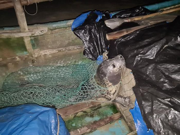 Con hải cẩu bị mắc lưới có chiều dài khoảng 1m và nặng 30kg. Phần lưng của nó được ngư dân phát hiện có một vài vết thương.