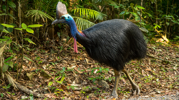 Cơ thể của đà điểu cassowary được bao phủ bởi lông đen, đầu và cổ có màu sáng. Mặt của chúng có màu xanh nước biển và sở hữu các thùy thịt đỏ treo quanh cổ.