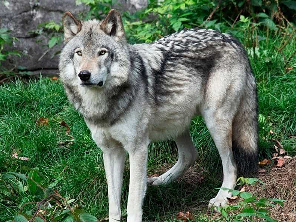 9. Wolfdog là sự lai tạo của chó nhà thuần chủng và chó sói hoang dã. Những con thú này có bản năng bảo vệ và có thể rất hoang dã với những hành vi không thể lường trước.