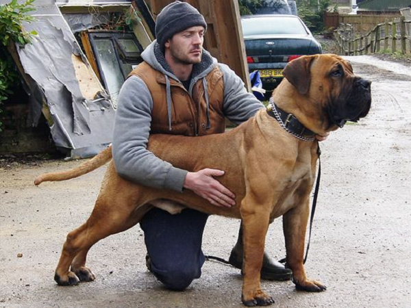10. Chó Boerboel có nguồn gốc từ Nam Phi, chúng là một giống chó dũng cảm, không sợ hãi. Lý do tại sao chúng bị cấm ở một số quốc gia là chúng có những vết cắn cực kỳ nguy hiểm. Trong một số trường hợp, cú đớp của nó có thể làm rách cơ, gân của một người, thậm chí có thể nghiền nát xương.