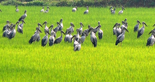 Đây là lần đầu tiên cò nhạn quý hiếm được ghi nhận xuất hiện ở xã Triệu Sơn, tỉnh Quảng Trị. Ước tính đàn cò nhạn này có số lượng khoảng 300-400 cá thể.