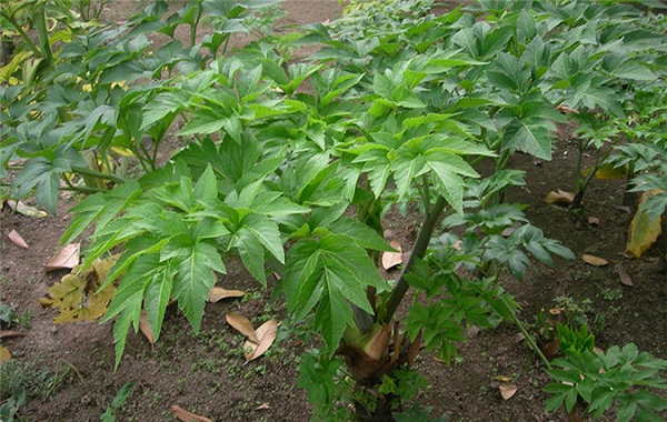 Cây Ashitaba là một loại cây lâu năm thuộc họ Apiaceae có nguồn gốc từ Nhật Bản. Đây là loại cây sinh trưởng nhanh, có sức sống mạnh mẽ. Chính vì thế có người nói rằng “Nếu hôm nay bạn hái lá Ashitaba thì ngày mai những chồi mới sẽ mọc ra ngay”.