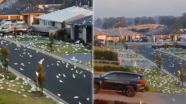 Dù thoạt nhìn có vẻ thú vị nhưng người dân ở đây cho biết, tiếng kêu ầm ĩ và phân mà lũ vẹt để lại khắp mọi nơi sẽ khiến không ít người ngán ngẩm. Tuy nhiên, vì đây là loài được bảo vệ nên người dân địa phương đành bất lực khi đối phó với lũ chim.
