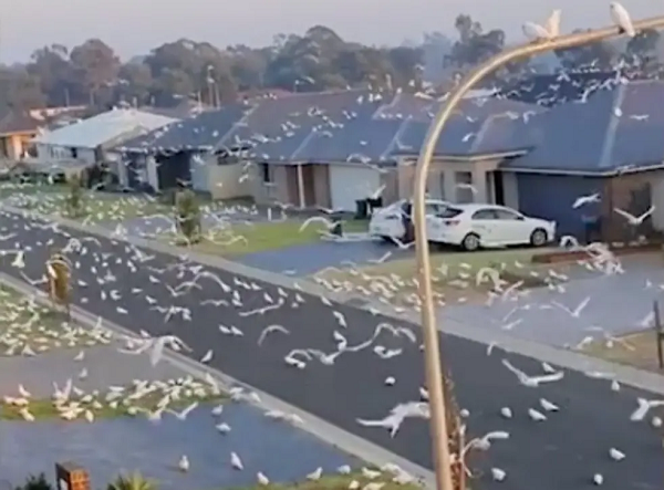 Cảnh tượng hàng nghìn con vẹt chiếm đóng đường phố thị trấn nghỉ mát Nowra của New South Wales, Australia khiến ai cũng phải bất ngờ.