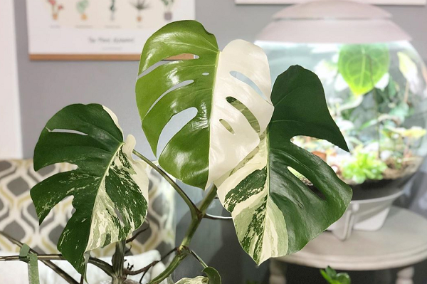 Cây Monstera, trầu bà lá xẻ Nam Mỹ có tên khoa học đầy đủ là Monstera Deliciosa, cây thuộc họ trầu bà nhưng hình dáng của nó lại khá đặc biệt so với các “anh em” khác.