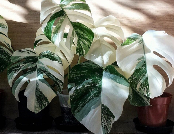 Cây monstera trong tự nhiên sống leo, cây có thể cao đến 20m, bởi vậy mà nó mới có tên là Monstera – Quái vật, đối với cây Monstera trồng làm cảnh, thường chỉ cao từ 1m đến 2m đổ lại.
