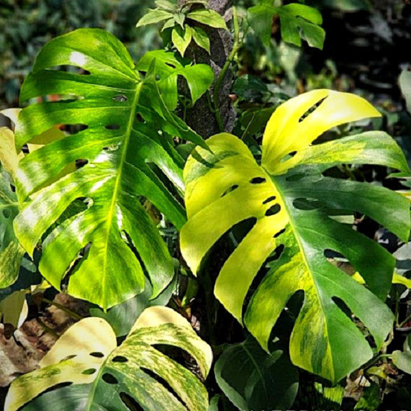 Cây trầu bà Nam Mỹ được du nhập vào Việt Nam từ lâu, hiện có dòng đột biến, nhưng giá không thể lên tới cả tỷ đồng. Bên cạnh đó chưa có công trình nghiên cứu nào công bố tác dụng cụ thể của trầu bà ngoài giá trị làm cảnh.