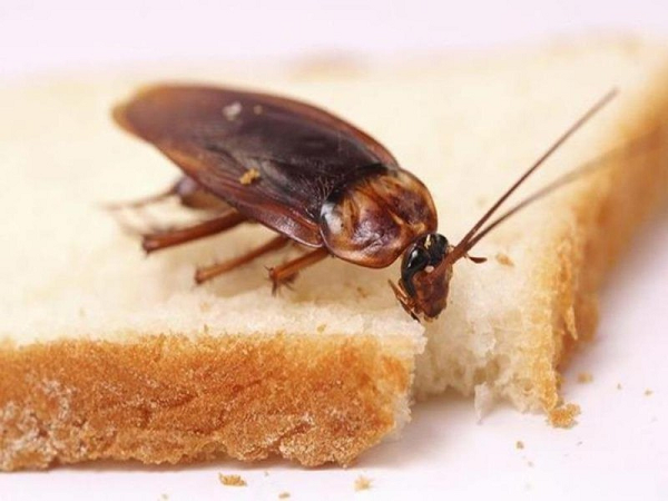 Gián là chuyên gia nín thở. Giống như những loài côn trùng khác, gián hít không khí bằng các lỗ trên cơ thể gọi là khe mang. Đôi khi gián đóng các lỗ này lại, để ngăn ngừa việc hấp thụ quá nhiều oxy hoặc ngăn chặn tình trạng mất nước. Khi bị dìm dưới nước, gián có thể đóng các khe mang này lại trong vòng 40 phút để tránh thất thoát oxy, đồng thời chúng dùng thời gian này để bò đến nơi an toàn.