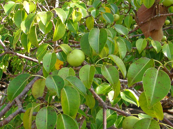 Cây manchineel được công nhận là cây nguy hiểm nhất thế giới theo sách kỷ lục Guinness. Tên khoa học Hippomane mancinella đây là loài thực vật nhiệt đới sống trong môi trường đất cát và rừng ngập mặn ở bang Florida (Mỹ), vùng Caribbean, Trung Mỹ và phía Bắc khu vực Nam Mỹ.