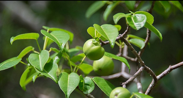 Manchineel phát tán hạt giống nhờ vào các dòng chảy trên biển – đôi khi vượt qua cả Vịnh Mexico - thay vì dựa vào động vật. Nhựa màu trắng của cây manchineel là chất cực độc. Chỉ một giọt nhựa rơi vào da có thể khiến da rộp lên, gây viêm và bỏng.