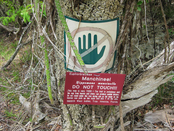 Cây Manchineel nguy hiểm tới mức người ta phải đặt biển khuyến cáo khắp nơi, yêu cầu người dân tránh xa chúng ít nhất 6m, không ăn quả và tránh để nhựa của loài cây này dính lên da.