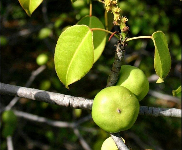 Năm 1521, người Tây Ban Nha đã sang Mỹ xâm lược đã bị người dân kháng cự, chống trả bằng cách bắn tên tẩm nhựa cây Manchineel. Không có một ai sống sót khi trúng phải loại độc tố này.